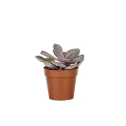 Plante grasse botanic® – Pot 5.5 cm