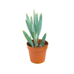 Plante grasse botanic® – Pot 5.5 cm