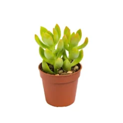 Plante grasse botanic® – Pot 5.5 cm