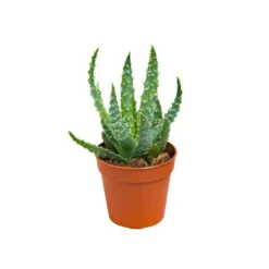 Plante grasse botanic® – Pot 5.5 cm