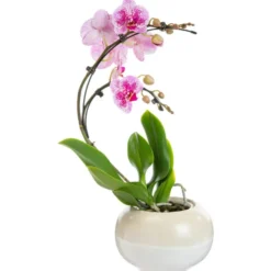 Plante orchidée Phalaenopsis boomerang - Ø 12 cm