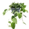 Plante scindapsus pictus TM - Ø 17 cm