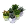 Plantes grasses et leurs cache-pots - modèle au choix