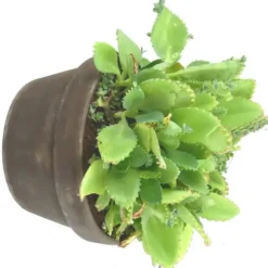 Plantes Grasses Terre Cuite - La coupe de 18 cm