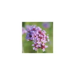 Plantes vivaces variées - La barquette de 6 plants
