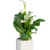 Plante verte calla coloris blanc - Ø 14 cm
