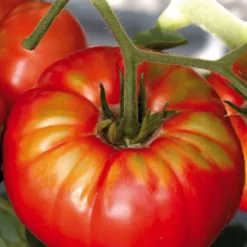 Plant Greffé De Tomate Ronde beefsteak Bio. Le pot de 9x9 cm