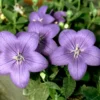 Platycodon Grandiflorus bleu. Le pot de 5 litres
