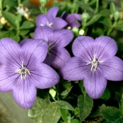Platycodon Grandiflorus bleu. Le pot de 5 litres