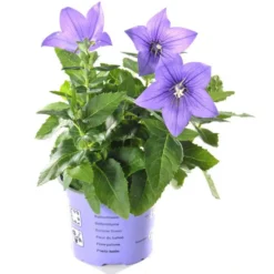 Platycodon Grandiflorus - Le pot de 1 litre