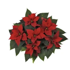 Poinsettia pailleté rouge la coupe Ø 27 cm