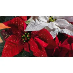 Poinsettia pailleté rouge la coupe Ø 27 cm