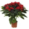 Poinsettia paillette rouge en pot Ø 17 cm