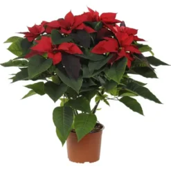 Poinsettia paillette rouge en pot Ø 17 cm