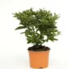 Pommier D'Amour - Le pot diam 12 cm