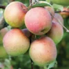 Pommier Fuji coloris multicolore - 35 L