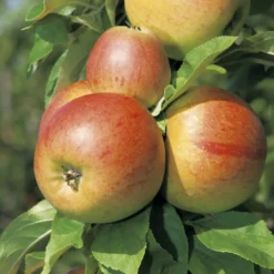 Pommier Reine Des Reinettes Bio. Le pot de 15 litres