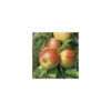 Pommier Reine Des Reinettes. En racine nue, forme gobelet