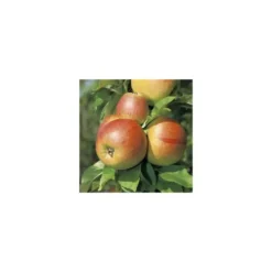 Pommier Reine Des Reinettes. En racine nue, forme gobelet