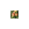 Pommier Reine Des Reinettes. En racine nue, forme palmette U double