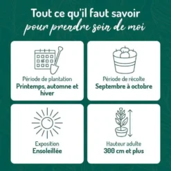 Pommier Reine Des Reinettes. Le pot de 15 litres, forme 1/2 tige