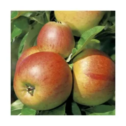 Pommier Reine Des Reinettes Lr. Le pot de 12 litres