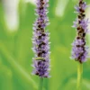 Pontederia lanceolata pot de 3 litres