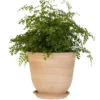 Pot Campanas lisse en terre cuite - D20x H18
