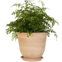 Pot Campanas lisse en terre cuite - D20x H18