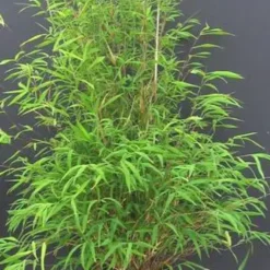 Pot de bambou fargesia angustissima 5 L