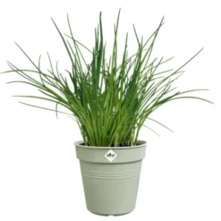 Pot de culture en polypropylène vert pierre Elho Green basics - Ø 13 x H 12 cm