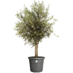 Pot en plastique recyclé gris anthracite Elho Algarve Cilindro - Ø 34,5 x H 29 cm