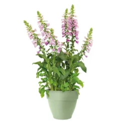 Pot en polypropylène vert pistache Elho Vibia Campana - Ø 30 x 25,8 cm