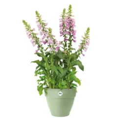 Pot en polypropylène vert pistache Elho Vibia Campana - Ø 20 x 17 cm