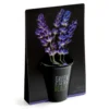 Pot en terre cuite black avec grains de lavande bio Radis & Capucine Green is the new black