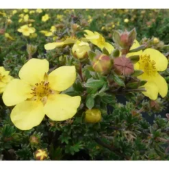 Potentille Elizabeth 40/50 jaune. Le pot de 5 litres