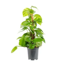 Pothos avec tuteur mousse. Le pot Ø 17 cm