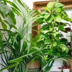 Pothos avec tuteur mousse. Le pot Ø 17 cm