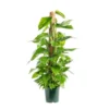 Pothos avec tuteur mousse. Le pot Ø 20 cm