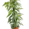 Pothos Cebu Blue vert. Le pot Ø 17 cm