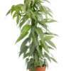 Pothos Cebu Blue vert. Le pot Ø 15 cm