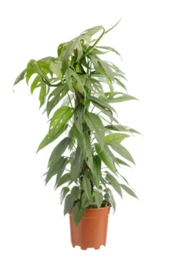 Pothos Cebu Blue vert. Le pot Ø 15 cm
