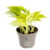 Pothos Golden jaune. Le pot Ø 12 cm