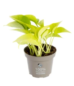 Pothos Golden jaune. Le pot Ø 12 cm