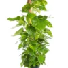 Pothos Golden vert. Le pot Ø 12 cm