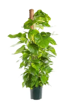 Pothos Golden vert. Le pot Ø 12 cm