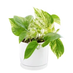 Pothos Marble Queen vert en pot blanc émaillé botanic®. Le pot Ø 15 cm