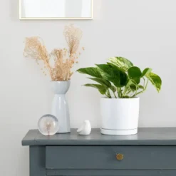 Pothos Marble Queen vert en pot blanc émaillé botanic®. Le pot Ø 15 cm