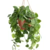 Pothos Pictus argenté. La suspension Ø 17 cm