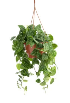 Pothos Pictus argenté. La suspension Ø 17 cm